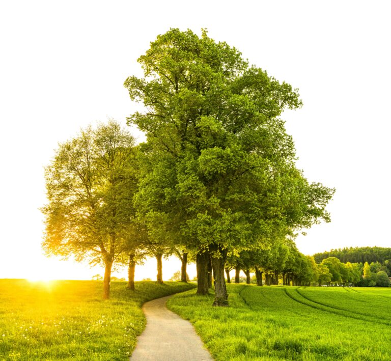 Sustainability tree photo in park
